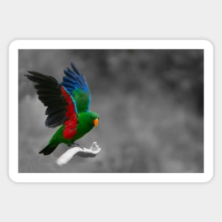 Beautiful brightly coloured Eclectus parrot Sticker